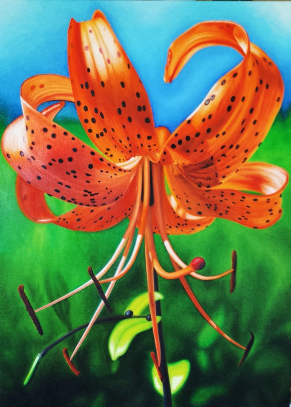 Tiger Lily