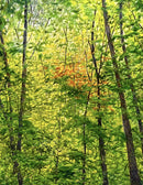 Natures Rhythms-1