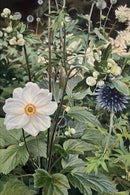 In the Garden 1-1