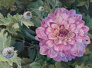 The Garden Dahlia-1