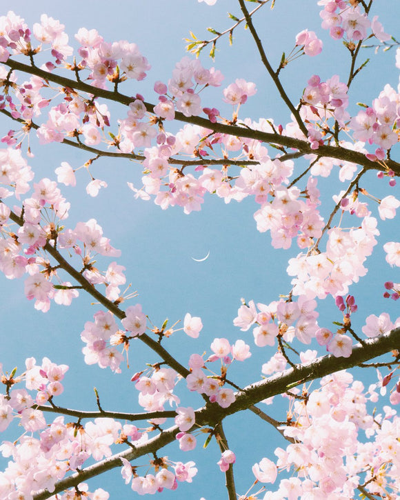 Pastel Dreams
