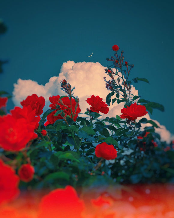 Summer Interlude