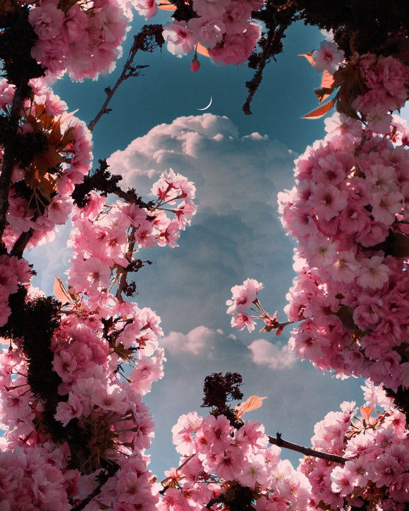 Spring Morning