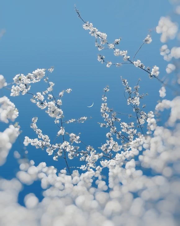 Winters Blossom