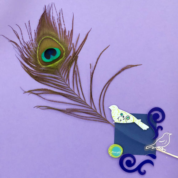Peacock and Plumage
