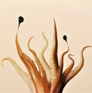 Octopus-1