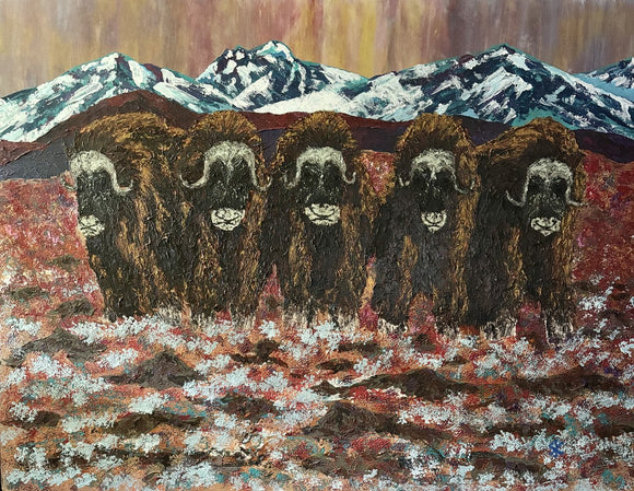 MUSK OX - THE "D" LIINE