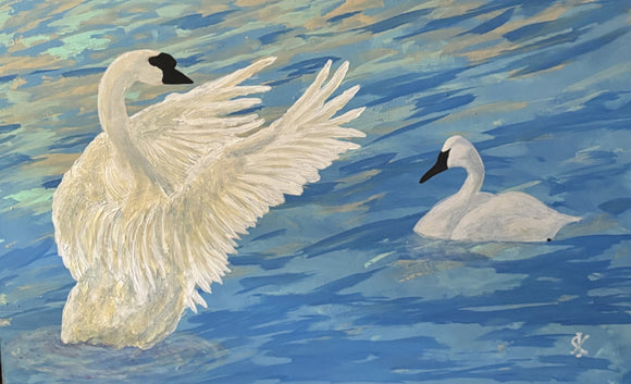 TRUMPETER SWAN - BASKING