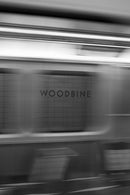 Woodbine-1
