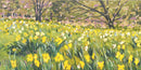 Field of Gold-1