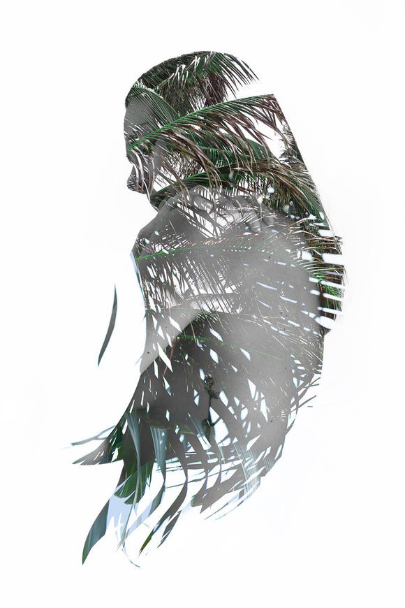 Feathered Palm