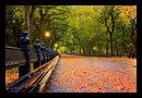 Fall in Central Park-1