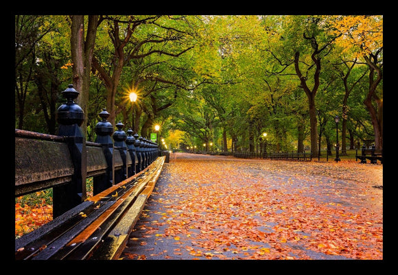 Fall in Central Park