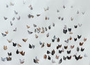Lots of Hens-1