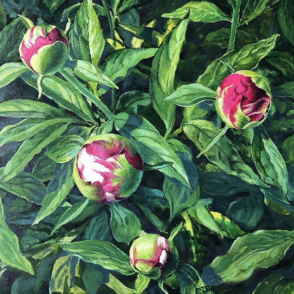 Darling Buds of May