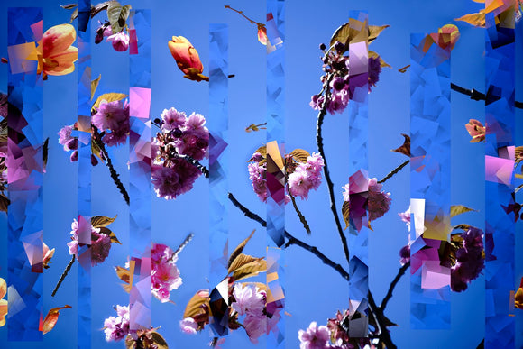 Wildflower 3