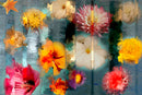 Wildflower 6-1
