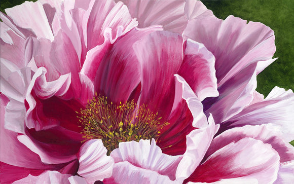 Bursting Peony