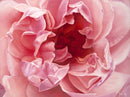Coral Peony-1