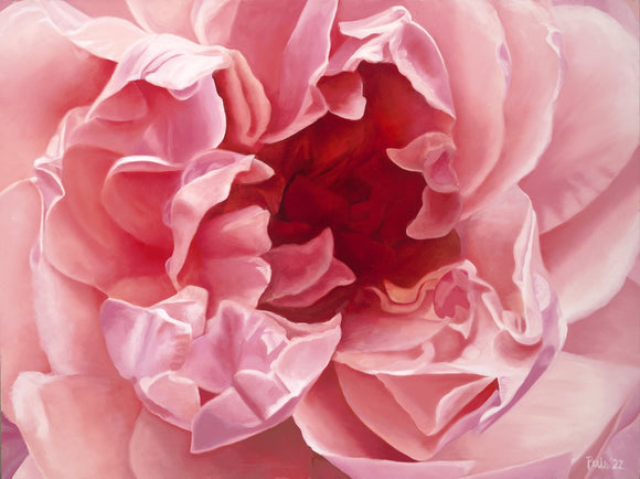 Coral Peony