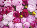 Peony Buds-1