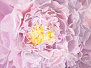 Glowing Peony-1