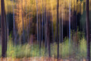 Enchanted Forest-1