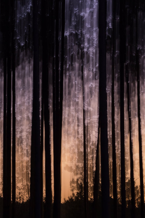 Spirit of the Pines
