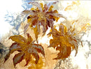 Golden Symphony-1