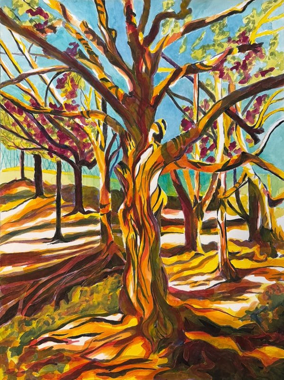 Northern Red Oaks
