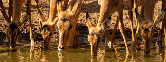 Drinking Sprinkbok