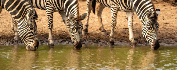 Drinking Zebra