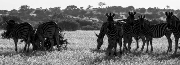 Sunset Zebra