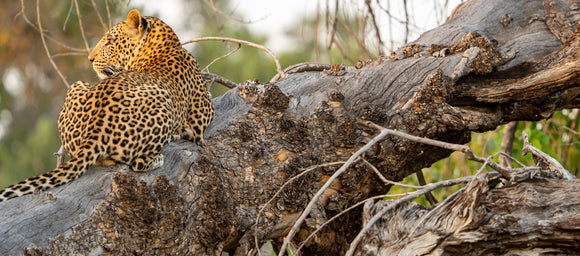 Tree Leopard
