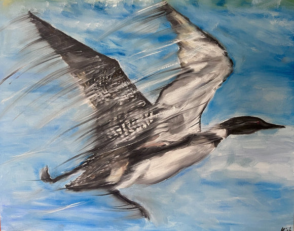 Loon Taking Flight