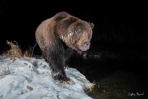 Late Night Fishing — A grizzly bear on his late stroll