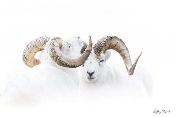 Locked in Ritual — Two dall sheep rams during the rut