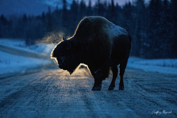 Threatened by the Highway — A wood bison stands in the middle of a highway