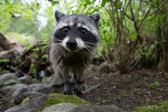 Too Close for Comfort — A raccoon in Stanley Park