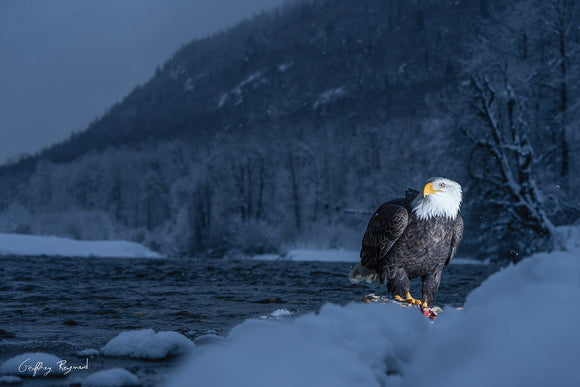 Feast in the Cold — A bald eagle pauses while feeding on a salmon