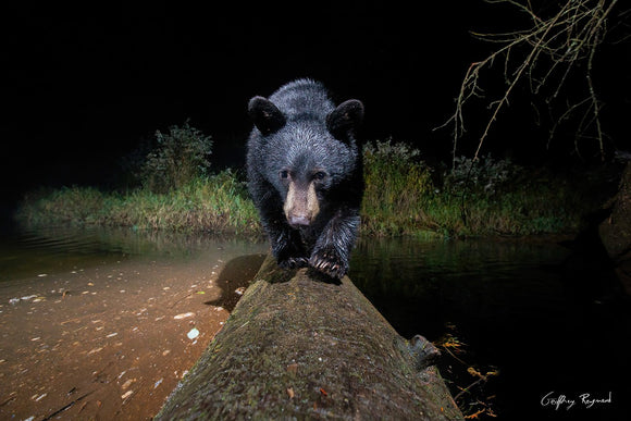 Night Crossing — A curious cub comes to investigate my camera