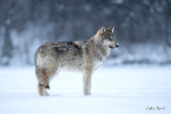 Beneath the Snow — A grey wolf pup pauses