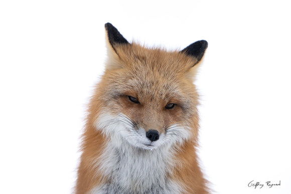 A Gentle Look — A red fox getting out of his urban den