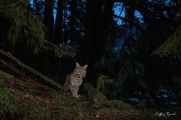 Curious Cat — A bobcat on his evening stroll