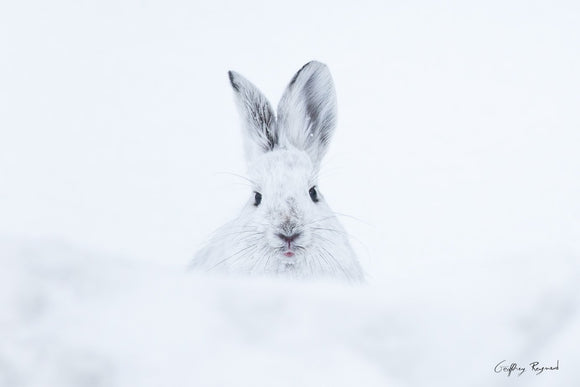 Look at Me — A snowshoe hare