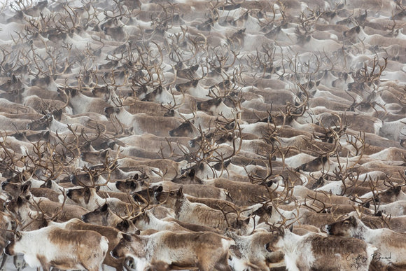 The Canadian Reindeer — The last reindeer herd in Canada