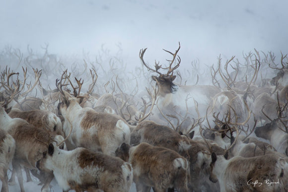 The Canadian Reindeer — The last reindeer herd in Canada