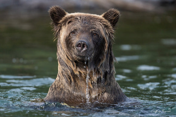 On a Dip — A grizzly bear take advantage of the salmon run