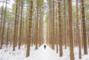 Winter Series: The Walker (Toledo)-1