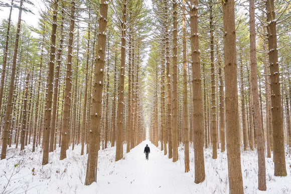 Winter Series: The Walker (Toledo)